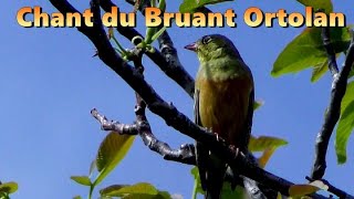 BRUANT ORTOLAN  Chant doiseau [upl. by Annayram249]