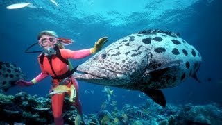 La grande barrière de corail  Australie [upl. by Julia]