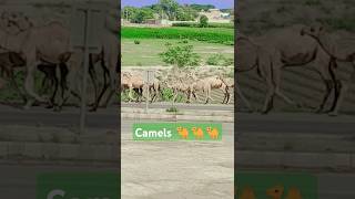 Camels 🐪 traveling  short video shorts song [upl. by Lleksah]