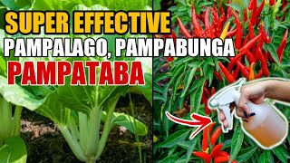 SUPER EFFECTIVE NA PAMPALAGO NG MGA DAHON AT PAMPABUNGA NG HALAMAN [upl. by At57]