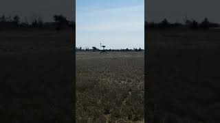 Osprey at Hammonasset [upl. by Naara]