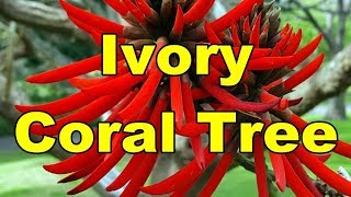 Ivory Coral Tree  Erythrina Speciosa HD Video 01 [upl. by Omland877]