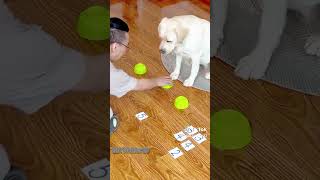 CLEVER DOG WATCH THIS shortvideo dogluck353 [upl. by Ylrrad]