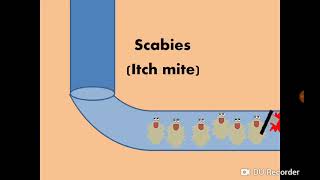 Sarcoptes scabiei Itch mite amp Scabies الجرب [upl. by Aneeles649]