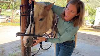 How to Bridle and Unbridle [upl. by Brosine]