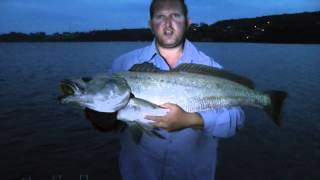 MULLOWAY quot Predators Of The Estuary quot REEL IT IN [upl. by Penni]