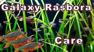 A Fish That is Out of This World Galaxy Rasbora Care and Breeding [upl. by Siramad513]