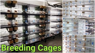 My Bird Breeding Cages And Set Up  Finch Breeding Room  Aviary [upl. by Dawaj]