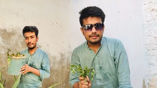 Aaj Hamny Podina bhi Laga Diya  How to grow mint cutting [upl. by Viguerie]