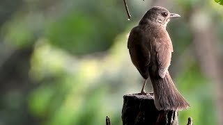 03 SPECIES BRAZILIAN BIRDS SINGING PALEBREASTED THRUSHWHITEBROWED MEADOWLARK VERMILION FLYCATCHER [upl. by Modestia186]