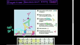 AntibodiesAntigens ELISA Theory [upl. by Heiney]