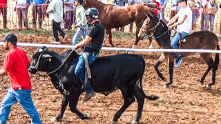 Carrera De Un Toro Vs Mula  Algo Nunca Antes Visto En Carreras De Caballos [upl. by Ahsenrac]