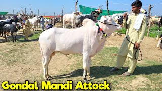 Gondal Mandi Attock Latest Update  Cattle for Bakra Eid  Eid ul Adha 2024  Cow Livestock [upl. by Haiel11]