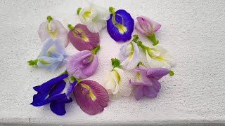 violet colour aparajita flowers seeds collection seeds available [upl. by Yaf]