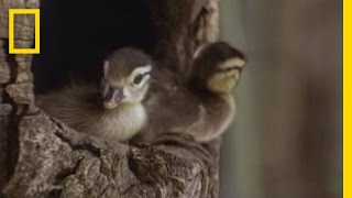 Tiny Ducklings Leap from Tree  National Geographic [upl. by Roseline]