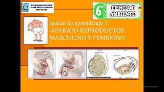 Sesión de aprendizaje 7 APARATO REPRODUCTOR MASCULINO Y FEMENINO 6TO GRADO PRIMARIA [upl. by Eldora]