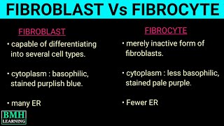 Fibroblast Vs Fibrocyte  Microscopic Features Of Fibroblast and Fibrocytes [upl. by Mata187]