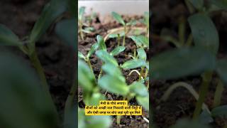 मेथी के पौधे greenvegetable organicvegetables vegitablegarden plants homecomposting organic [upl. by Welcy]