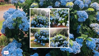 Plantar hortensias en el jardín  Jardinatis [upl. by Ddot]