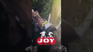 Check out this great treedog video from by Ryan Hobbs fueledbyjoy JOYDogFood hounddog hunting [upl. by Neelahtak]