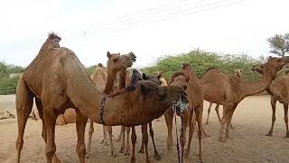 All Camels in one Frame  Female Camels ready For Meeting  Camels Love Process [upl. by Moyer943]