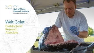 How to Extract a Bluefin Tuna Otolith [upl. by Salokin]