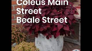 Coleus Main Street Beale Street [upl. by Ayenat]