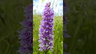 WILD UK ORCHIDS  COUNTY DURHAM WILD ORCHIDS ORCHIDHUNTER [upl. by Ilhsa]