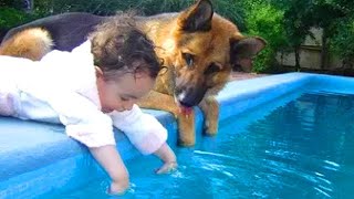 When Your Dog Becomes a Loyal Guard 💕 Funny Dog and Human Video 2024 [upl. by Tewell29]