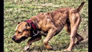 The Strongest protection pit bull on earth [upl. by Richmal]