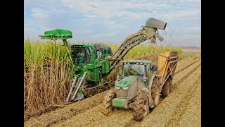 Harvesting Sugarcane in Vacherie Louisiana [upl. by Einhpad]