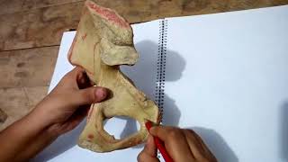 Anatomy of Hipbone Ischium  Feature Attachment  Bangla Demonstration of Hipbone  Ischium [upl. by Ahsekat376]