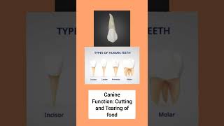 types of teeth in permanent dentition  class 7 chapter 2 Nutrition in animals cbseclass7science [upl. by Bounds]