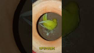 মাশাআল্লাহ  লুটিনো বাজরিগারের ১ ২ ৩ টি বাচ্চা bajrigar lutino babybirds [upl. by Worthy]