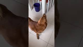 Snitches get stitches bestfriend cat dog Video credits Tiktok jiugecoca [upl. by Orban516]