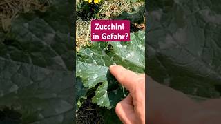 Vorsicht bei hellen Flecken auf Zucchini Was tun [upl. by Lorien]