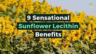 9 Sensational Sunflower Lecithin Benefits [upl. by Pfeifer268]