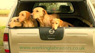 Naughtland Working Labradors [upl. by Eissert383]