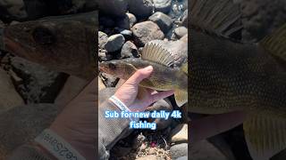 WALLEYE FISHING walleye lunker fishing [upl. by Purington]