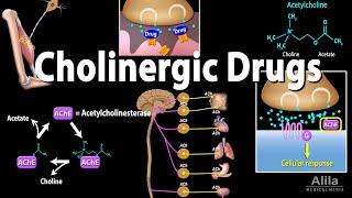 Cholinergic Drugs  Pharmacology Animation [upl. by Franklin]