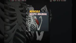 💪🏼Músculo bíceps braquial ficha completa academia fisioterapia exercício treino curiosidades [upl. by Bohun405]