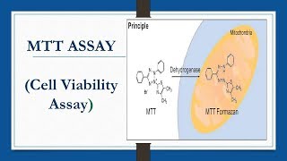 MTT ASSAY Cell Viability Assay [upl. by Einnaffit]