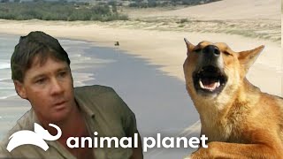 Steve Irwin Explores Isolated Fraser Island  The Crocodile Hunter  Animal Planet [upl. by Saddler58]