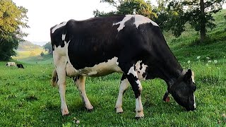 Milking Cows On A Small Family Dairy Farm [upl. by Eilyak]