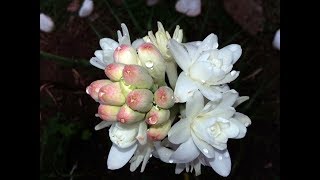 Amazing and Most Beautiful Tuberose Flowers  Polianthes  Rajnigandha Flowers [upl. by Domenech121]