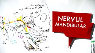 N Trigemen  Nervul MANDIBULAR [upl. by Squier]