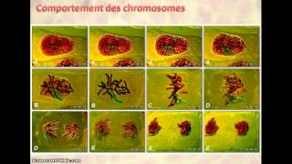 Mitose et reproduction conforme [upl. by Kessiah]