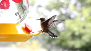 Hummingbird Facts amp Some Beautiful Footage [upl. by Paluas745]