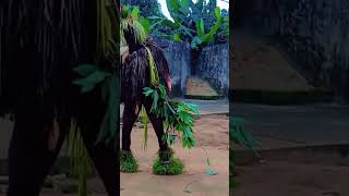 Efik Ibibio Masquerade Ekpo ikpe Vs Ekpo ika Annang cultural clash 2024 Funny village comedy video [upl. by Inohtna86]