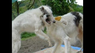 Two Borzoi dogs playing energetic [upl. by Sackey230]